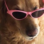 Summer the cutest dog - @summer.ramirez_ - Instagram