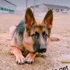 Shepherd_power - @summer_shepard - TikTok