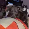 Summer the golden - @summerthegoldenshepard - TikTok