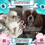 Summer And Stanley - @summer_and_stanley - Instagram