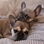 SUMMER&STANLEY - @summy_stanny_frenchies - Instagram