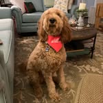 Summer Stein - @dogdaysofsummer527 - Instagram