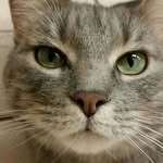 Summer Street Cat Clinic - @summerstreetcatclinic - Instagram
