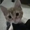 Summer Wells - @summer.wells3 - TikTok