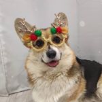🍂Осенний корги по имени Лето❤ - @summer.welsh.corgi - Instagram