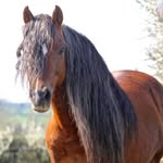 @summer_prince_welsh_pony - Instagram