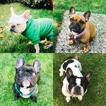 Summer•Loretta•Willard•Cookie - @litfrenchiefam - Instagram
