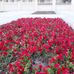 SUMON Ahmed - Facebook