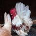 Handerson Sun - Facebook