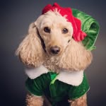 Dog Lovers in_ USA - @sunbrown2022 - Instagram