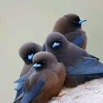 Sun Brown - Facebook