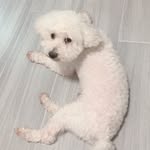 🐶sung chi - @mr.sungchi - Instagram