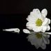 Sung Huynh - Facebook