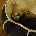 Chris Sunghwan Cho - @chocne99 - Instagram