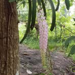 Sunil Jayasinghe - Facebook