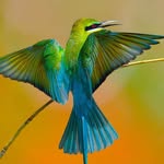 Sunil Jayasinghe - @sunil_jayasinghe_ - Instagram