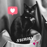 Sunny🐈‍⬛💕 - @sunny_angelmark - Instagram