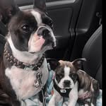 🐾Sunny&Angelo🤍 - @bostonterriers.sunny_angelo - Instagram