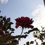 sunny_.bloom - @sunny_.bloom - Instagram