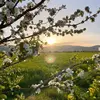 sunny.bloom55 юз - @sunny.bloom5 - TikTok