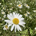Sunshine Stone - @jewelstonesteps - Instagram