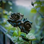 Supriya Das - Facebook