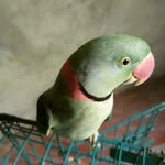 Surinder Rai - @surinder.rai.528 - Instagram