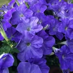 Susan Aker - @susandiane53 - Instagram