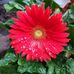 Susan Albee - Facebook