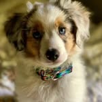 Susan Aly - @a_pup_named_disco - Instagram