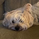 Susan Blumlein Amodeo - @blumleinamodeo - Instagram