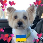 Susan Blumlein Amodeo - @samodeo1 - Instagram