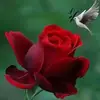 susantnapel - @susantnapel - TikTok