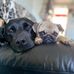 Susan Appleton - Facebook