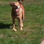 Susan Arena Brodeur - @suzybro42 - Instagram