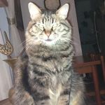 All My Beautiful Pets❤️ - @susana_aronson - Instagram