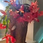 Susan Crecelius Aronson - @saronson1870 - Instagram