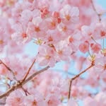 成彩霞 - @susanbabbie - Instagram