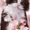 suzyq - @susanbaird - TikTok