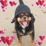Susan Barden - @susanofyorks - Instagram