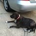 Susan Barger - Facebook