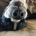 Susan Barrow - Facebook