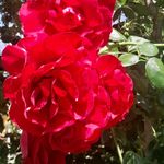 Susan M Barrow - @smbarrowartwork - Instagram
