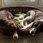 Schoko + Baxx - @susane_bartz - Instagram