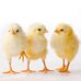 Susan Baylis - Facebook