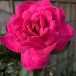 Susan Bayliss - @susan.bayliss.9216 - Instagram