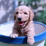 Susan Beale - @susan.beale.3979 - Instagram