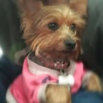 Susan Bello - @bellosusan - Instagram