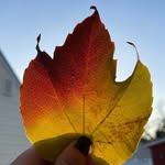 𝓢𝓾𝓼𝔂 - @susanbello - Instagram