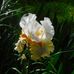 Susan Bemis Ambrosia - Facebook